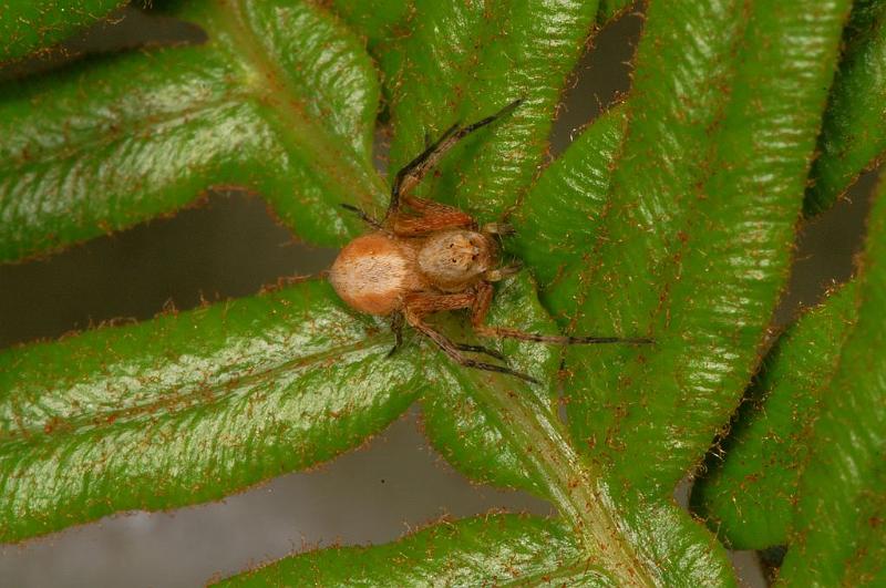 Oxyopes_variabilis_D7792_Z_88_North Stradbroke island_Australie.jpg